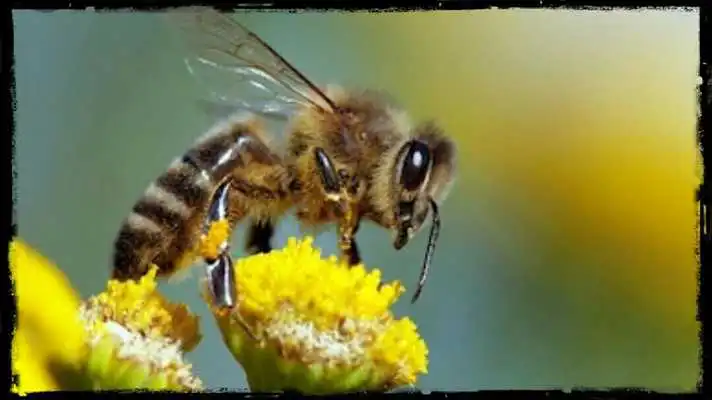 Play Beekeeping, the world of the avejos
