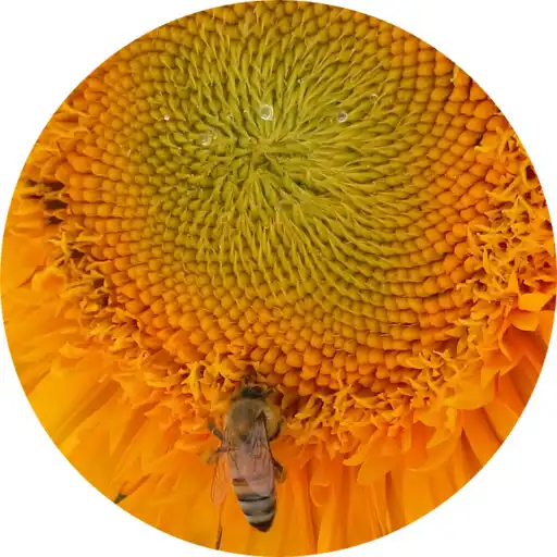 Play Bees care APK