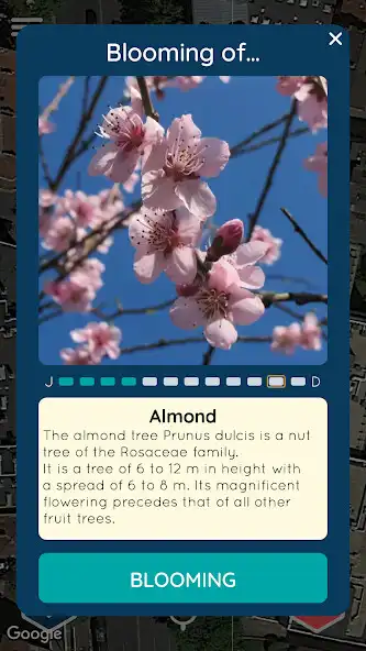 Play Beescouts  and enjoy Beescouts with UptoPlay