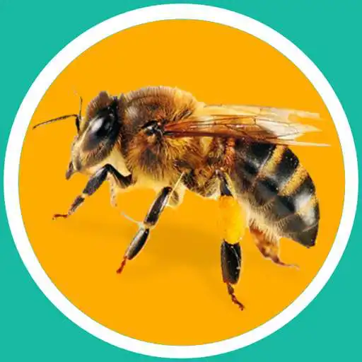 Free play online Bee Sound Prank APK