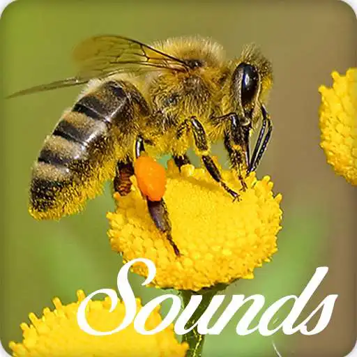 Play Bee Sounds and Ringtone Online APK