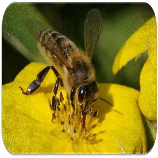 Play Bee Sounds APK Play Bee Sounds APK
