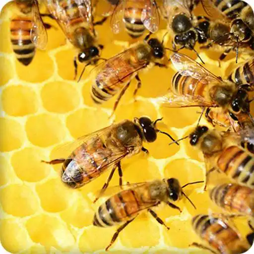 Play Bee Sounds Ringtone APK Play Bee Sounds Ringtone APK