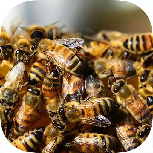 Play Bee Swarms War - Race The Army APK Play Bee Swarms War - Race The Army APK