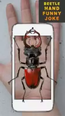 Play Beetle Hand Funny Joke