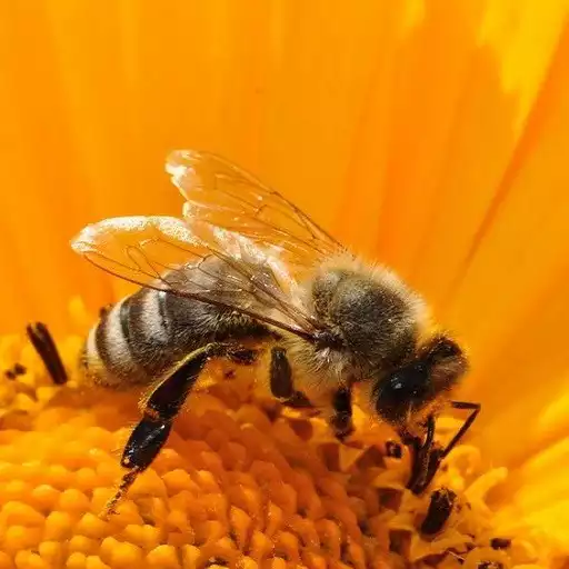 Play Bee Wallpaper APK