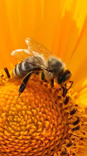 Play Bee Wallpaper  and enjoy Bee Wallpaper with UptoPlay