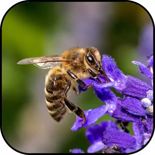 Play Bee wallpapers APK Play Bee wallpapers APK