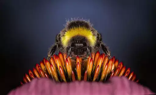 Play Bee wallpapers  and enjoy Bee wallpapers with UptoPlay