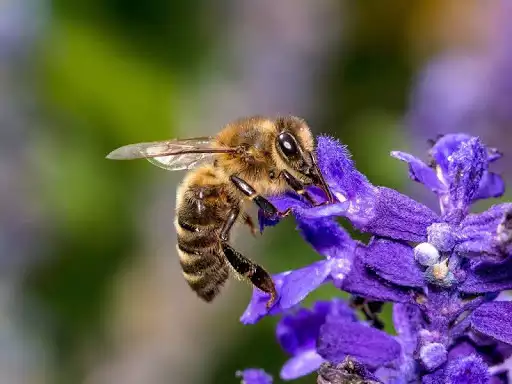 Play Bee wallpapers as an online game Bee wallpapers with UptoPlay