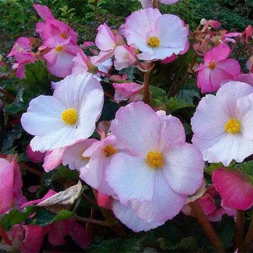 Play Begonia Flower Wallpapers and Backgrounds APK