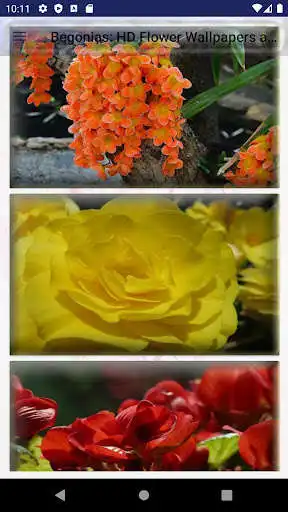 Play Begonia Flower Wallpapers and Backgrounds  and enjoy Begonia Flower Wallpapers and Backgrounds with UptoPlay