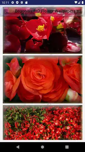 Play Begonia Flower Wallpapers and Backgrounds as an online game Begonia Flower Wallpapers and Backgrounds with UptoPlay