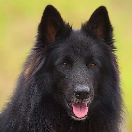 Play Belgian Sheepdog Puzzle APK