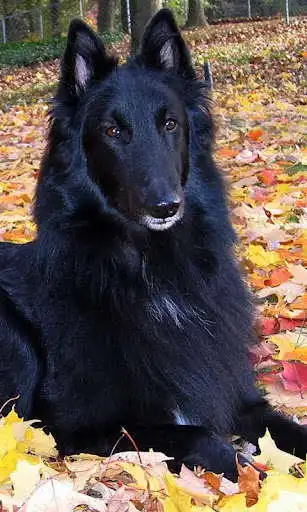 Play Belgian Sheepdog Puzzle  and enjoy Belgian Sheepdog Puzzle with UptoPlay
