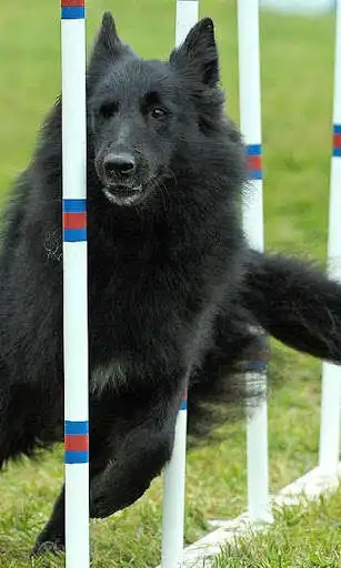 Play Belgian Sheepdog Puzzle as an online game Belgian Sheepdog Puzzle with UptoPlay