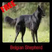 Free play online Belgian Shepherd APK