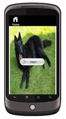 Play Belgian Shepherd