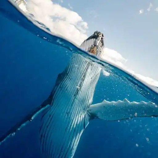 Free play online Beluga Whale APK