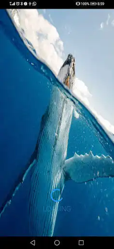 Play Beluga Whale Play Beluga Whale