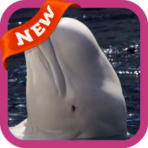 Play Beluga Whale Wallpaper APK