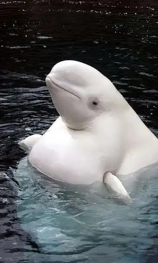 Play Beluga Whale Wallpaper and enjoy Beluga Whale Wallpaper with UptoPlay Play Beluga Whale Wallpaper and enjoy Beluga Whale Wallpaper with UptoPlay