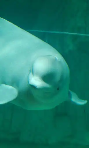 Play Beluga Whale Wallpaper as an online game online Beluga Whale Wallpaper with UptoPlay Play Beluga Whale Wallpaper as an online game Beluga Whale Wallpaper with UptoPlay