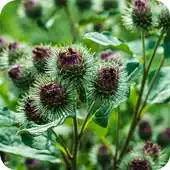 Free play online beneficios de la Bardana APK