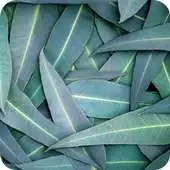 Free play online beneficios de la Eucalipto APK