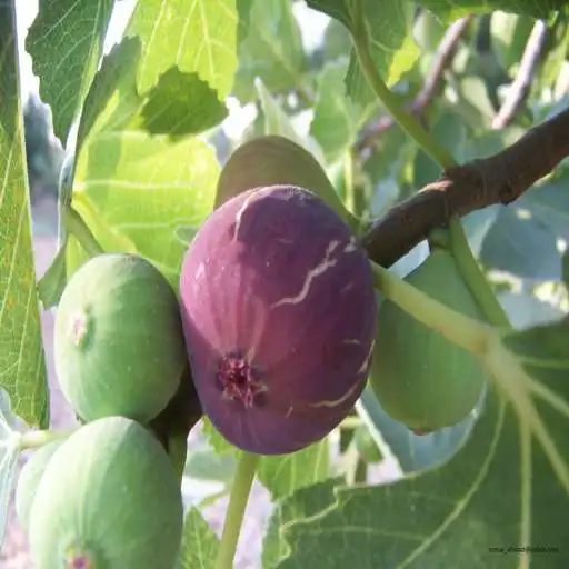 Play Benefits of burning fig leaves APK Play Benefits of burning fig leaves APK
