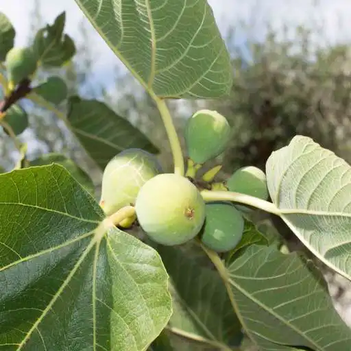 Play Benefits of burning green fig leaves APK