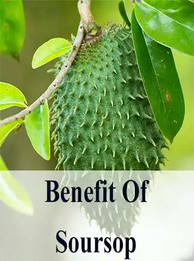 Play Benefits of Soursop  and enjoy Benefits of Soursop with UptoPlay