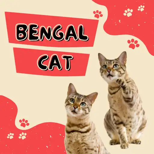Play Bengal Cat Wallpapers APK