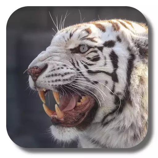 Play Bengal tiger live wallpaper APK Play Bengal tiger live wallpaper APK