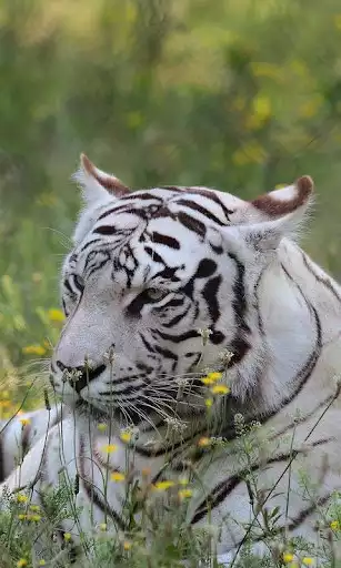 Play Bengal tiger live wallpaper  and enjoy Bengal tiger live wallpaper with UptoPlay