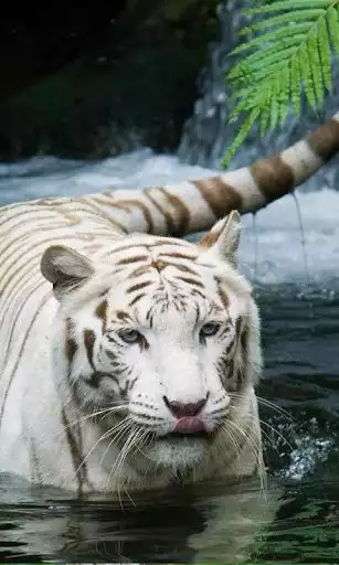 Play Bengal tiger live wallpaper as an online game Bengal tiger live wallpaper with UptoPlay
