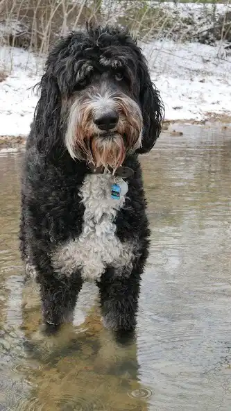 Play Bernedoodle Wallpaper as an online game online Bernedoodle Wallpaper with UptoPlay Play Bernedoodle Wallpaper as an online game Bernedoodle Wallpaper with UptoPlay