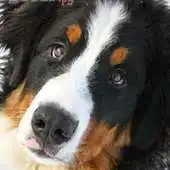 Free play online Bernese Dog Jigsaw Puzzles APK Free play online Bernese Dog Jigsaw Puzzles APK