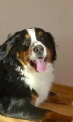 Play Bernese Dog Jigsaw Puzzles
