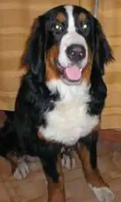 Play Bernese Dog Jigsaw Puzzles
