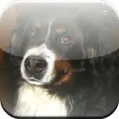 Free play online Bernese Mountain Dog Game APK