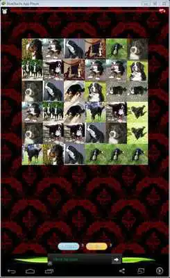 Play Bernese Mountain Dog Game