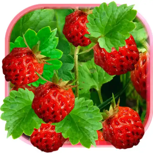 Play Berries Juicy Live Wallpaper APK Play Berries Juicy Live Wallpaper APK