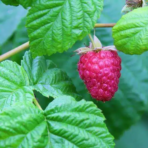 Free play online Berry raspberrie  APK
