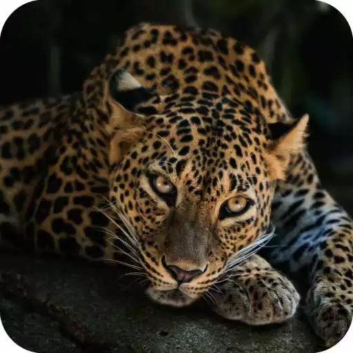 Free play online Best 4K Wallpaper APK Free play online Best 4K Wallpaper APK