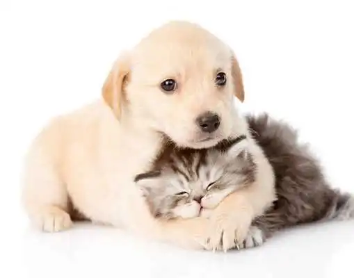 Play Best Animals HD  Wallpapers
