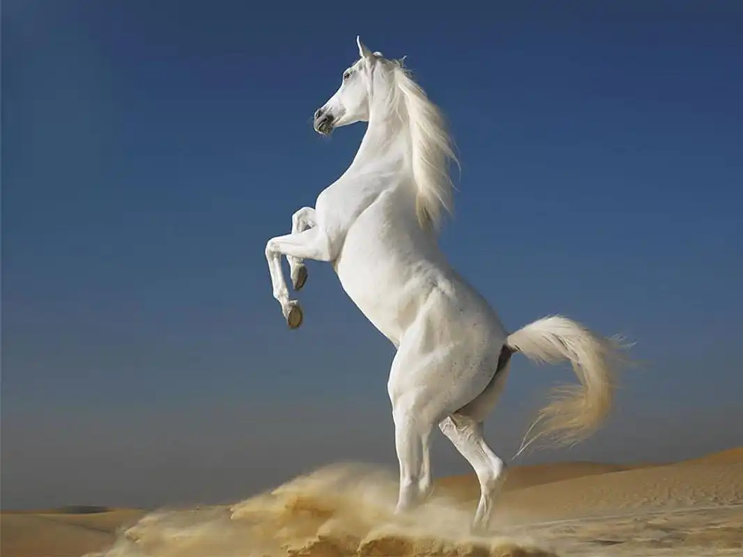 Play Best Animals HD  Wallpapers