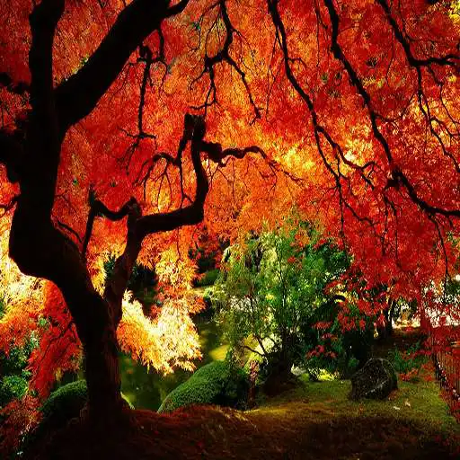 Play Best Autumn Wallpapers APK