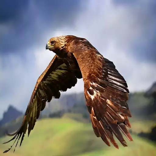 Play Best Birds Wallpapers APK