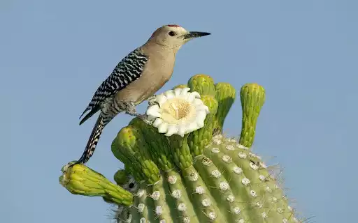 Play Best Birds Wallpapers  and enjoy Best Birds Wallpapers with UptoPlay